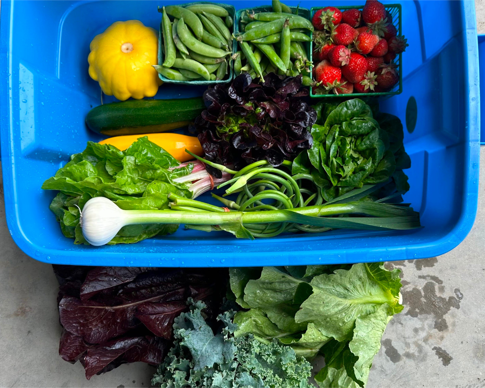 Fresh Fruit & Veggies