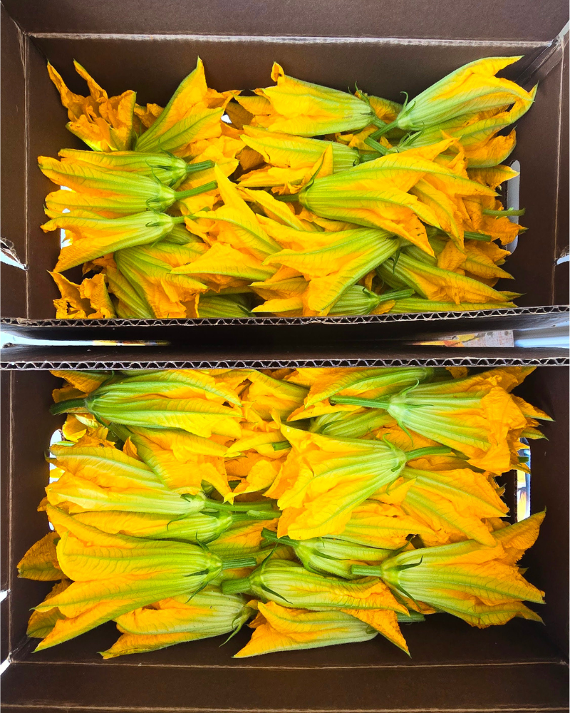 Zucchini Blossoms