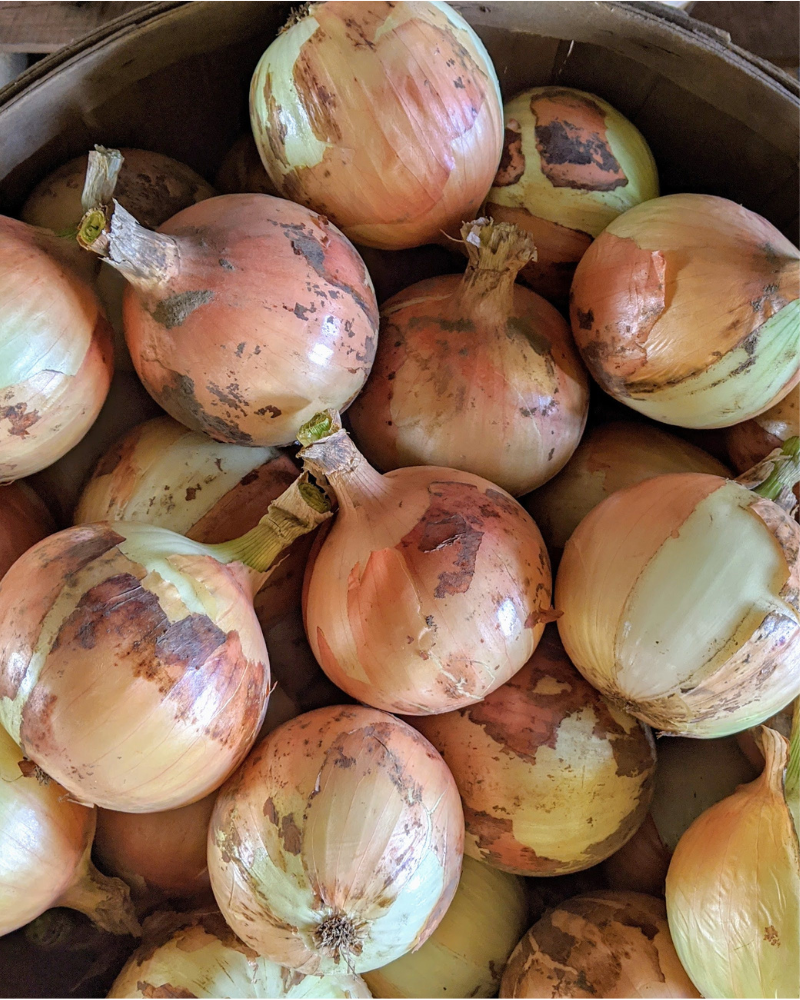 Onions, Sweet, 3 ea
