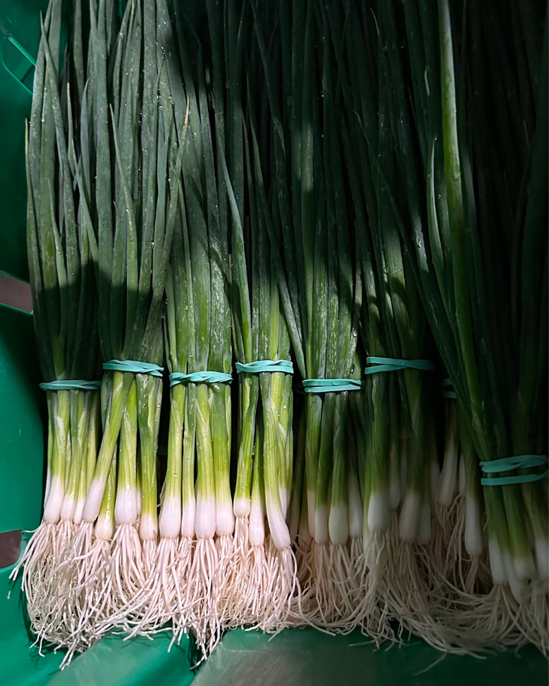 Green Onions, 1 bunch