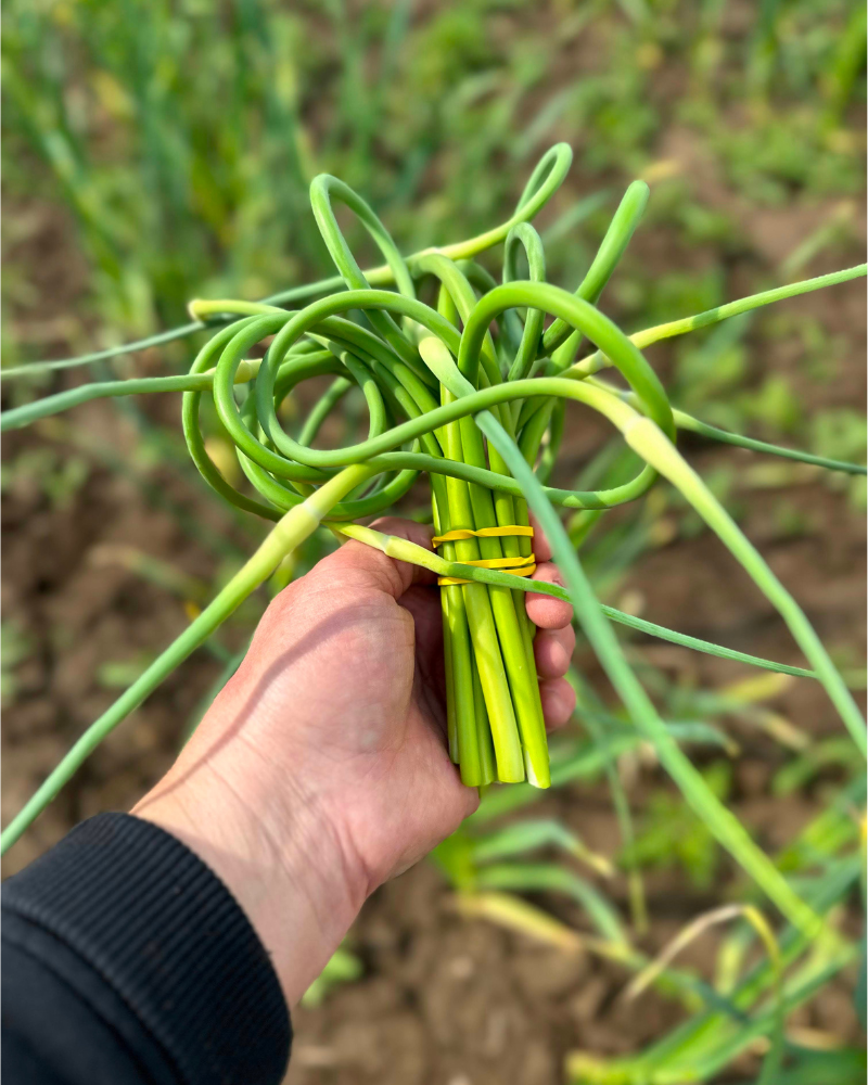 Garlic Scapes, 1 bunch