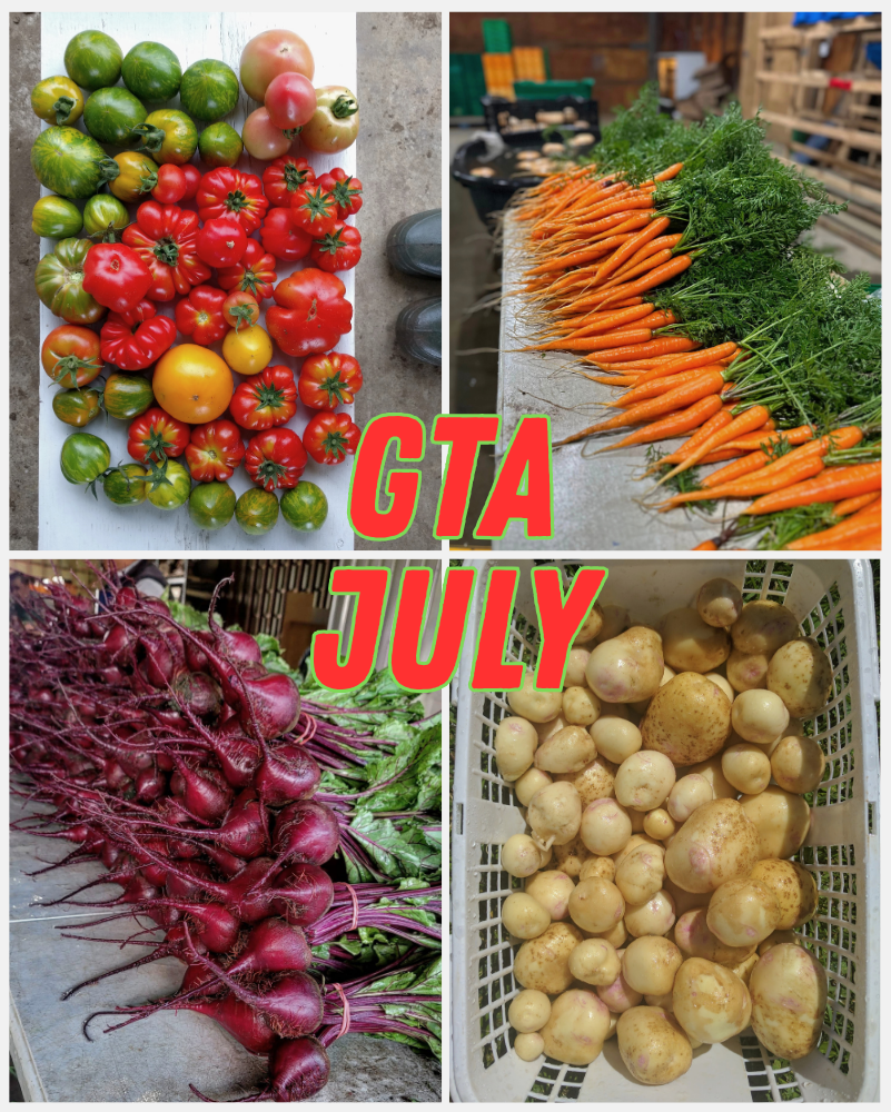 3 Week July Summer Basket - GTA