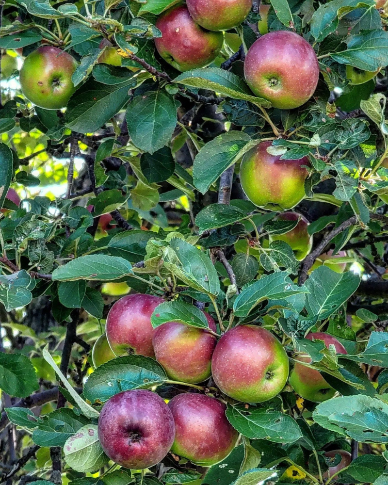 Apples