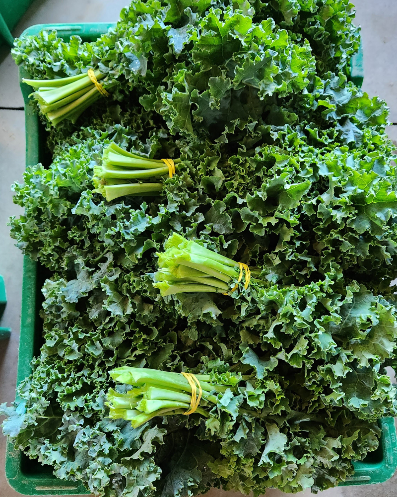 Fresh Kale