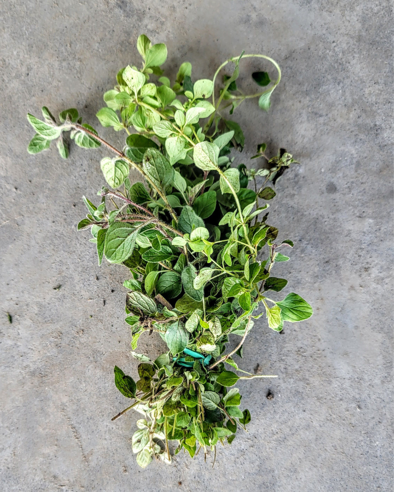 Herbs, Oregano, 1 bunch