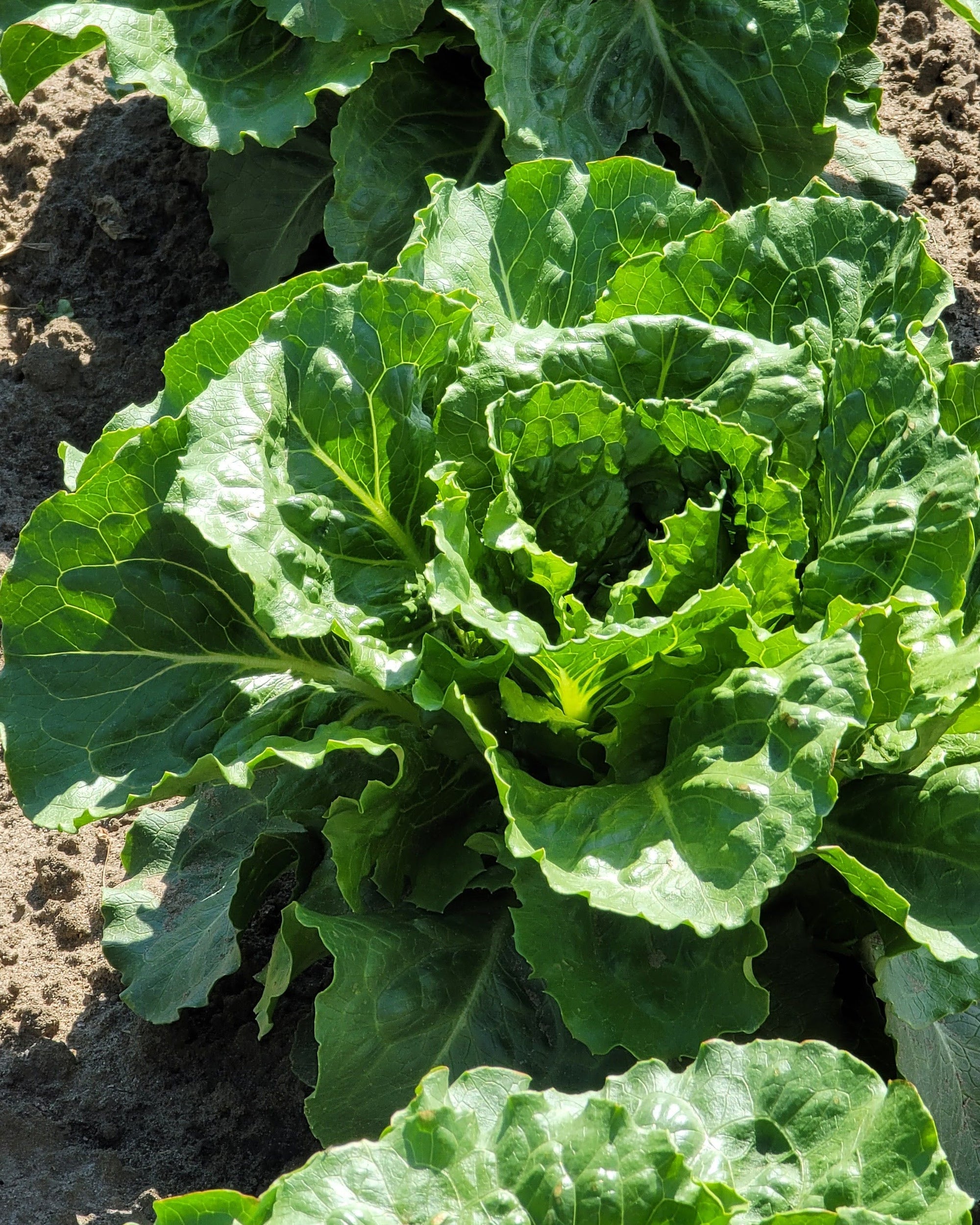 Romaine Lettuce
