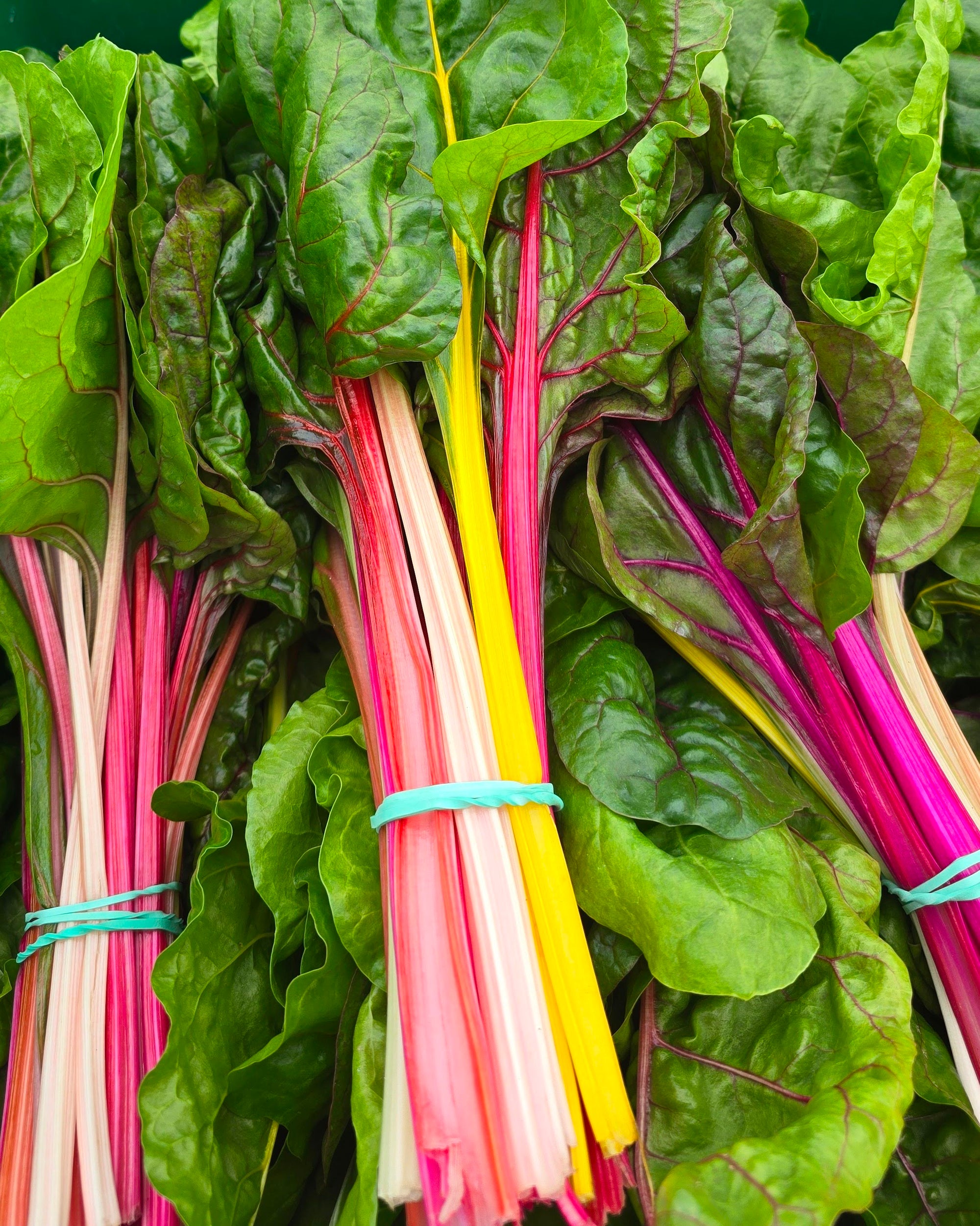 Swiss Chard