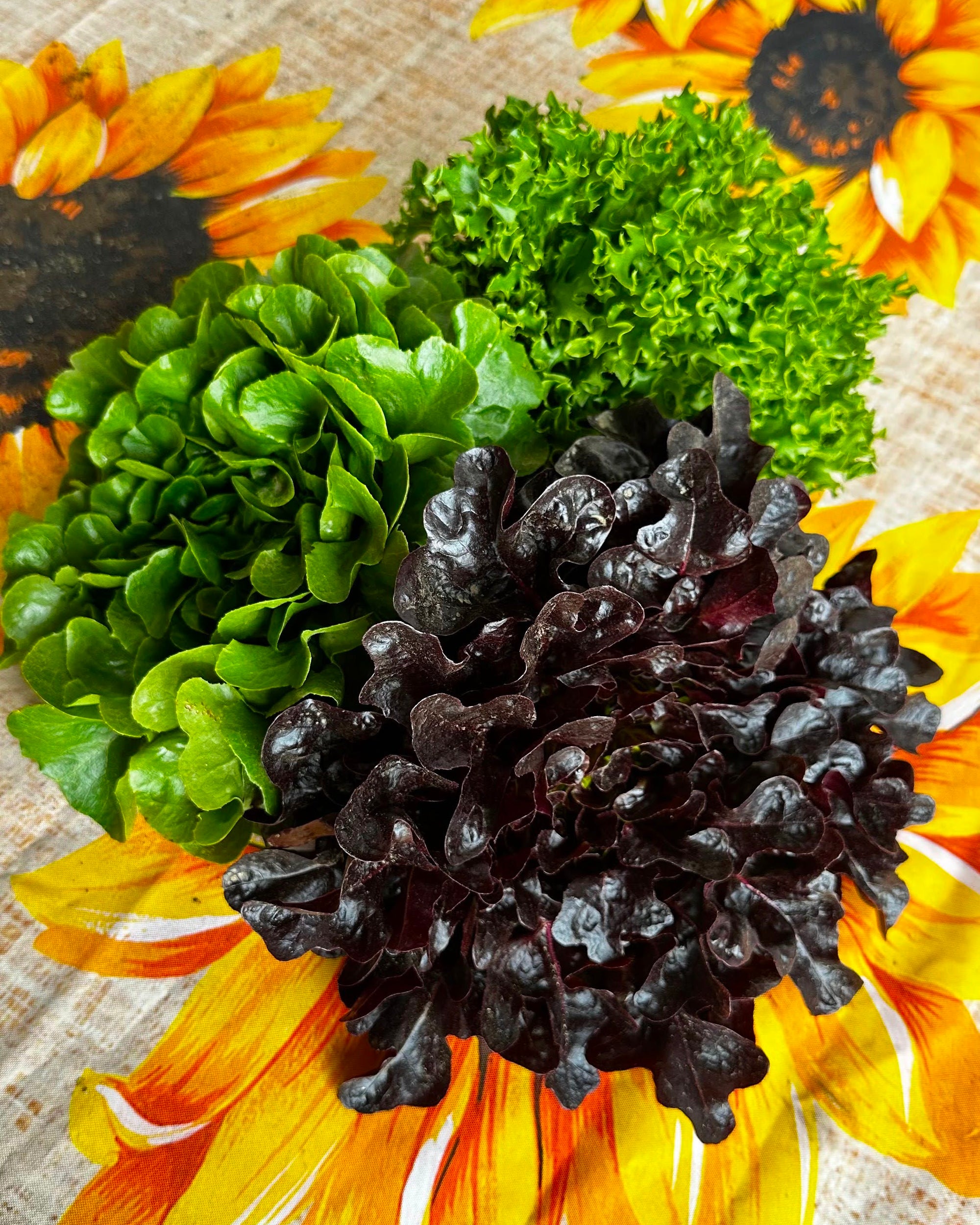 Leaf Lettuce, 3 heads